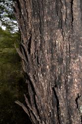 Fuscospora fusca: bark of a mature tree.
 Image: K.A. Ford © Landcare Research 2015 CC BY 3.0 NZ